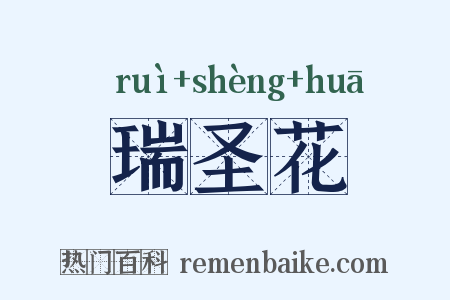 瑞圣花是什么意思的图片